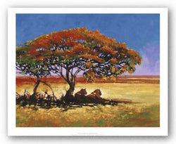 African Shade by Jonathan Sanders